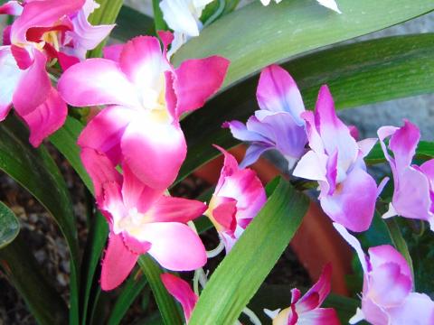 Orchidea Artificiale x 7 H 60 - Sconti per Fioristi e Aziende in polyester