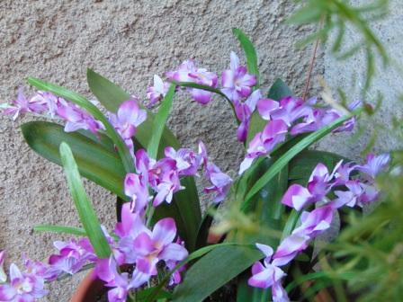 Orchidea Artificiale x 7 H 60 - Sconti per Fioristi e Aziende in polyester
