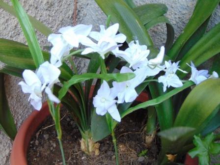 Orchidea Artificiale x 7 H 60 - Sconti per Fioristi e Aziende in polyester