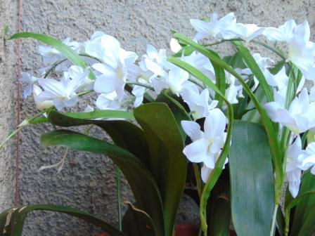 Orchidea Artificiale x 7 H 60 - Sconti per Fioristi e Aziende in polyester