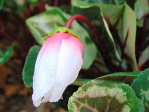 Ciclamino Persicum Bush x 16 in poliestere - Sconti per Fioristi e Aziende