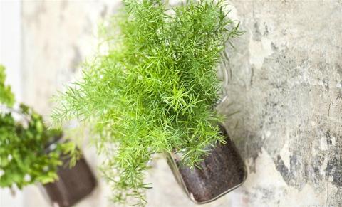 Asparagus Sprengeri Preservato mazzo 10 steli - Sconti per Fioristi e Aziende