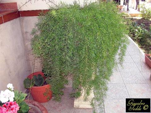 Asparagus Sprengeri Preservato mazzo 10 steli - Sconti per Fioristi e Aziende