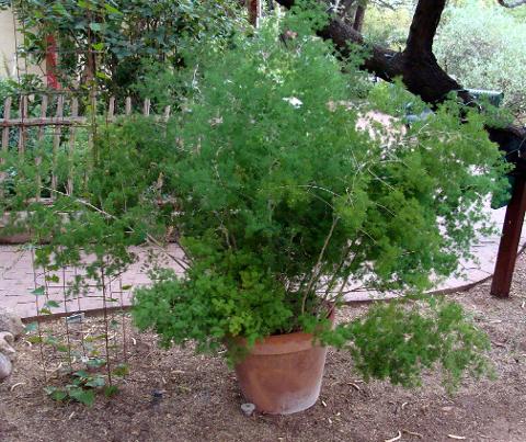 Asparagus Sprengeri Preservato mazzo 10 steli - Sconti per Fioristi e Aziende