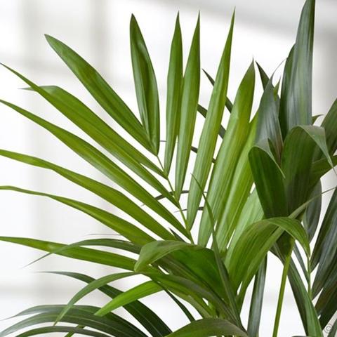 Kenzia preservata H 100 - Sconti per Fioristi e Aziende . - Smaltata o Naturale Dry