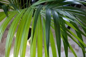 Kenzia preservata H 100 - Sconti per Fioristi e Aziende . - Smaltata o Naturale Dry