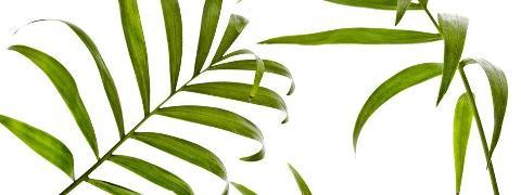 Kenzia preservata H 100 - Sconti per Fioristi e Aziende . - Smaltata o Naturale Dry