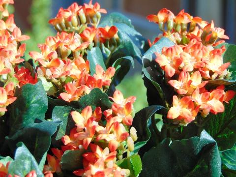 Calanchoe bush x 5 in poliester - Sconti per Fioristi e Aziende