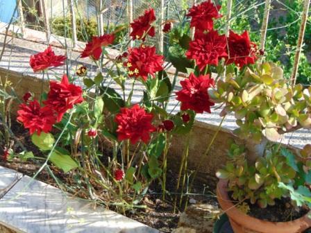 Dalia x 3 in Velluto H 80  - Sconti per Fioristi e Aziende . - Artificiale vellutata