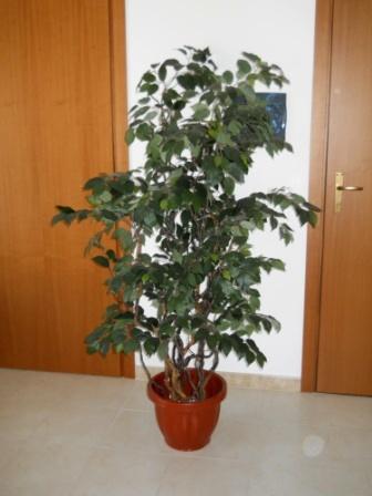 Ficus Twisted H 200 in vaso - Sconti per Fioristi e Aziende - Artificiale con 1634 foglie verdi