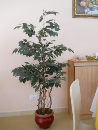 Ficus Twisted H 165 in vaso  - Sconti per Fioristi e Aziende - Artificiale con 1075 foglie verdi