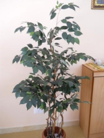 Ficus Twisted H 165 in vaso  - Sconti per Fioristi e Aziende - Artificiale con 1075 foglie verdi