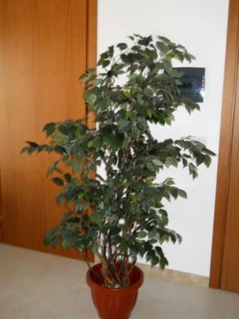 Ficus Twisted H 220 in vaso - Sconti per Fioristi e Aziende - Artificiale con 2064 foglie verdi