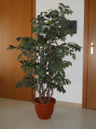 Ficus Twisted H 220 in vaso - Sconti per Fioristi e Aziende - Artificiale con 2064 foglie verdi