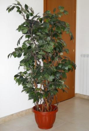 Ficus Twisted H 220 in vaso - Sconti per Fioristi e Aziende - Artificiale con 2064 foglie verdi