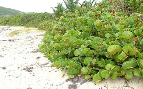 Sea Grape Plant x 4  H 185 - Sconti per Fioristi e Aziende