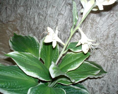 Hosta Fasciata x 18  fiorita - Sconti per Fioristi e Aziende - Artificiale