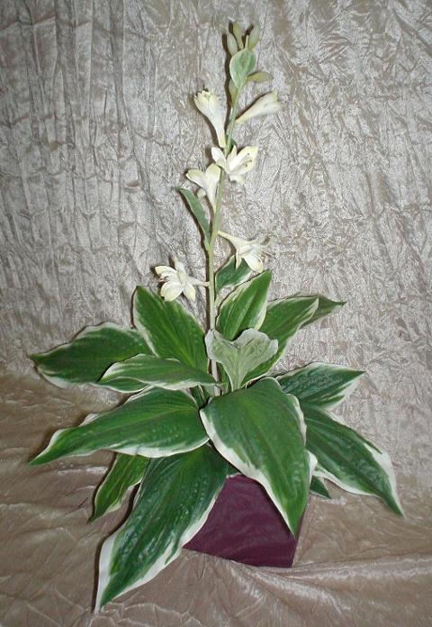 Hosta Fasciata x 18  fiorita - Sconti per Fioristi e Aziende - Artificiale