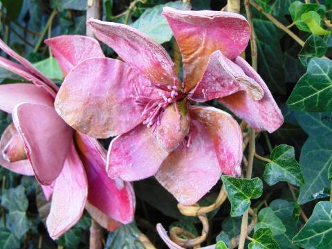 Magnolia Branch x 3 in Polifoam - Sconti per Fioristi e Aziende .