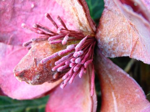 Magnolia Branch x 3 in Polifoam - Sconti per Fioristi e Aziende .