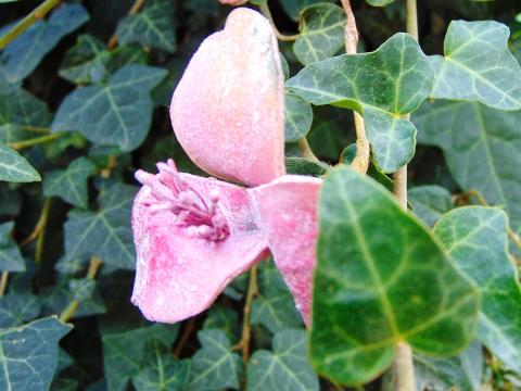 Magnolia Branch x 3 in Polifoam - Sconti per Fioristi e Aziende .