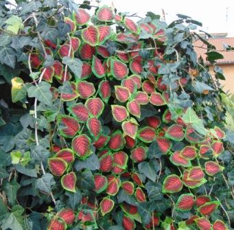 Coleus Cadente Artificiale - Sconti per Fioristi e Aziende  -  in 2 modelli