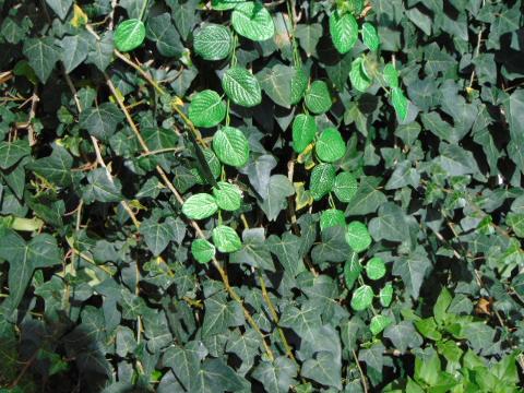 Fittonia Cadente  H 60 - Sconti per Fioristi e Aziende - Stampato in 2 modelli
