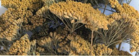Akillea filipendulina x 10 naturale colorata - Sconti per Fioristi e Aziende