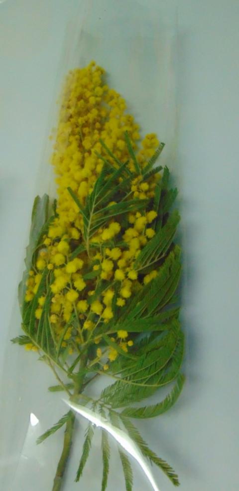 Mimosa fresca in busta trasparente rami da cm. 25 e cm. 50 - Sconti per Fioristi e Aziende