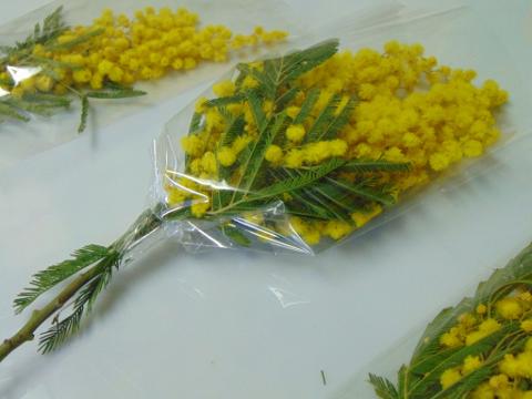 ESAURITA Mimosa fresca in busta  - Sconti per Fioristi e Aziende - Trasparente rami da cm. 20/25 - 30/40 - 45/50