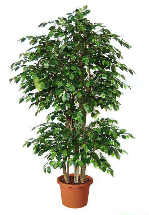 Ficus Twisted H 200 in vaso - Sconti per Fioristi e Aziende - Artificiale con 1634 foglie verdi