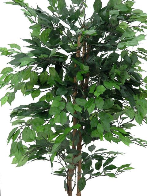 Ficus Twisted H 200 con 1634 foglie verdi - Sconti per Fioristi e Aziende