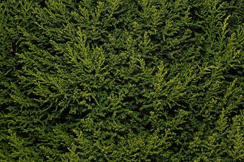Tuja Preservata naturale - Sconti per Fioristi e Aziende - Busta Kg.1 Rami H 100/120