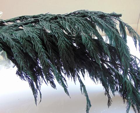 Tuja Preservata naturale - Sconti per Fioristi e Aziende - Busta Kg.1 Rami H 100/120