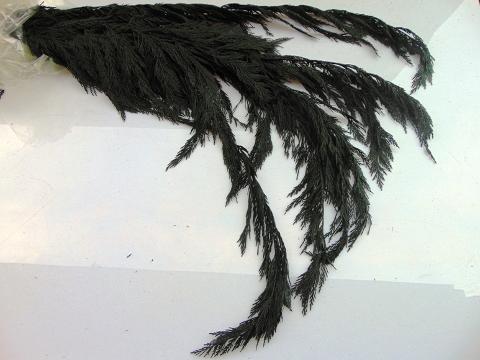 Tuja Preservata naturale - Sconti per Fioristi e Aziende - Busta Kg.1 Rami H 100/120
