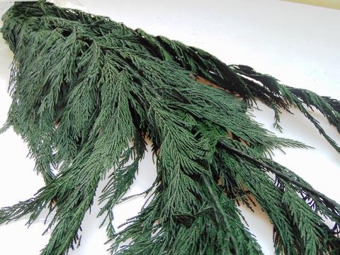 Tuja Preservata naturale - Sconti per Fioristi e Aziende - Busta Kg.1 Rami H 100/120