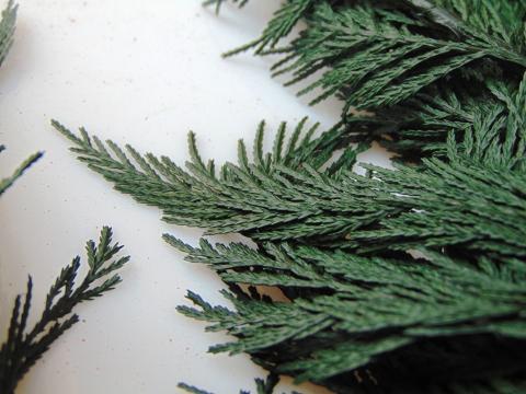 Tuja Preservata naturale - Sconti per Fioristi e Aziende - Busta Kg.1 Rami H 100/120