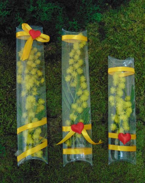 ESAURITA Mimosa fresca in tubo H 20 - Sconti per Fioristi e Aziende - in PVC trasparente