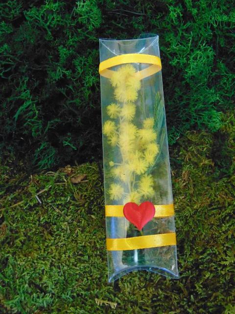 ESAURITA Mimosa fresca in tubo H 15 - Sconti per Fioristi e Aziende - in PVC trasparente