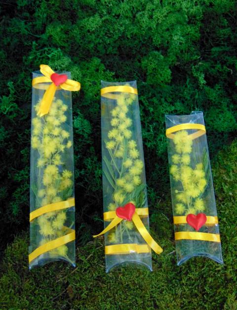 ESAURITA Mimosa fresca in tubo H 15 - Sconti per Fioristi e Aziende - in PVC trasparente