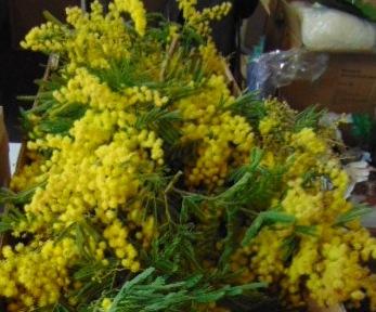 ESAURITA Cono di Mimosa fresca H 20 - Sconti per Fioristi e Aziende - in PVC trasparente