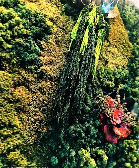 Amaranthus caudatum stabilizzato - Sconti per Fioristi e Aziende Prodotto italiano - H 90/110