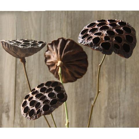 Lotus x 5 Steccato  Naturale Secco - Sconti per Fioristi e Aziende