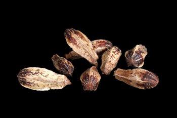 Mehogny Naturale H 65 Steccato Conf. 6 pezzi - Sconti per Fioristi e Aziende