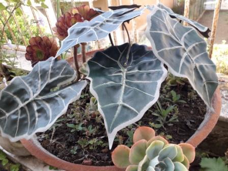 Foglia di Alocasia cm. 30 - Sconti per Fioristi e Aziende . - Artificiale