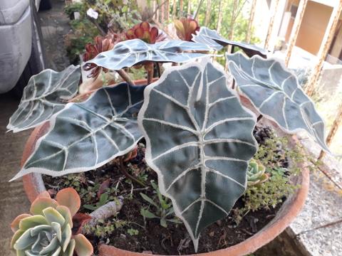 Foglia di Alocasia cm. 30 - Sconti per Fioristi e Aziende . - Artificiale