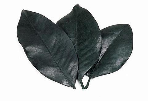 Foglie di Magnolia Naturale Stabilizzata Conf. gr. 150  - Sconti per Fioristi e Aziende