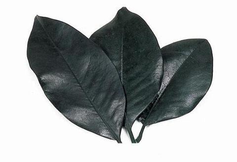 Foglie Magnolia Stabilizzata - Sconti per Fioristi e Aziende - Sfuse in Busta da gr. 150