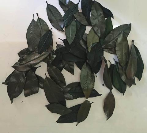 Foglie Magnolia Stabilizzata - Sconti per Fioristi e Aziende - Sfuse in Busta da gr. 150