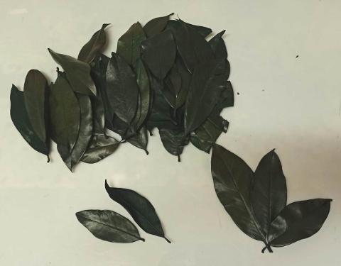 Foglie di Magnolia Naturale Stabilizzata Conf. gr. 150 - Sconti per Fioristi e Aziende